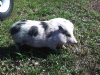pot belly pig